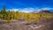 Pine forest at the Teide National park