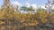 Pine forest and trees after the fire in the swamp. Panorama of ecological problem