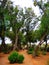 Pine forest a typical tree in southern europe