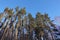 Pine forest under deep blue sky in mountain Carpathians