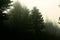 Pine forest under heavy rainfall during autumn