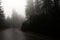 Pine forest under heavy rainfall during autumn