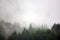 The pine forest in the valley in the morning is very foggy, the atmosphere looks scary