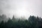 The pine forest in the valley in the morning is very foggy, the atmosphere looks scary