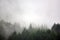 The pine forest in the valley in the morning is very foggy, the atmosphere looks scary.