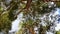 Pine forest. A view from below on the crowns of trees.