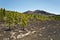 Pine forest in volcanic slope in Teide national Pack