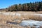 Pine forest, willows on the hills, rotten reeds on the shore of the lake with melting ice , on a background of blue sky