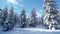 Pine forest in winter cowered with a thick white snow blanket and a star trail in the sky