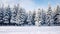 Pine forest in winter cowered with a thick white snow blanket and a star trail in the sky