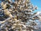 Pine forest in winter during the day in severe frost, Karelia. Snow on the coniferous branches. Frosty sunny weather