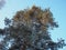 Pine forest in winter during the day in severe frost, Karelia. Snow on the coniferous branches. Frosty sunny weather