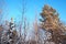 Pine forest in winter during the day in severe frost, Karelia. Snow on the coniferous branches. Frosty sunny weather