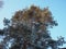 Pine forest in winter during the day in severe frost, Karelia. Snow on the coniferous branches. Frosty sunny weather