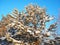 Pine forest in winter during the day in severe frost, Karelia. Snow on the coniferous branches. Frosty sunny weather