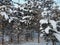 Pine forest in winter during the day in severe frost, Karelia. Snow on the coniferous branches. Frosty sunny weather