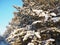 Pine forest in winter during the day in severe frost, Karelia. Snow on the coniferous branches. Frosty sunny weather