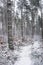 Pine Forest in Winter at Torbreck in Scotland.