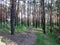 Pine forest with young birches in summer 23