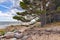 Pine forests in the sand dunes on the Kaltene Beach shore is covered with glacial stones that stretches up to Roja Town in Latvia.