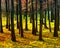 Pine Forests at Sunset