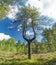 Pine with a forked trunk on a Sunny summer day .