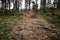 Pine forrest walkway, Central Russia