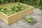 Pine fresh cones in a wooden box and twig on a table in garden