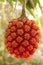 Pine fruit (Pandanus tectorius )