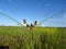 Pine Glades Natural Area in Florida Swamps