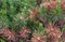 Pine green and burned brown needles arid weather danger of plants ecolgical