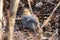 Pine grosbeak bird Pinicola enucleator hiding in autumn forest. Little wild bird in natural habitat.