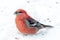 Pine Grosbeak Celebrating New Year by Eating Seeds