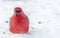 Pine Grosbeak Celebrating New Year by Eating Seeds on the Snow