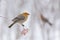 Pine grosbeak feeding on rowan berries