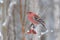 Pine grosbeak male feeding on rowan berries