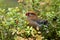 Pine grosbeak, Pinicola enucleator, eating berries in a taiga forest