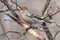 Pine Grosbeak (pinicola enucleator leucura)
