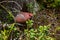 Pine grosbeak, Pinicola enucleator, seaching for food in a taiga forest