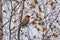 Pine grosbeak Pinicola enucleator is typical bird of taiga