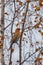 Pine grosbeak Pinicola enucleator is typical bird of taiga