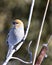 Pine Grosbeak Stock Photo. Pine Grosbeak close-up profile view, perched  with a blur cattail background in its environment and