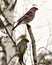 Pine Grosbeak Stock Photo. Pine Grosbeak couple perched  with a blur background in their environment and habitat. Image. Picture.