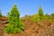 Pine grove in Teide National Park, Tenerife, Spa