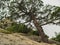 Pine growing on a stone hillside, Crimea