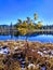 Pine growing in a swamp by the lake in the taiga