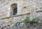 Pine growing from the wall of a medieval sandstone house with a window in Montepulciano, Tuscany, Italy