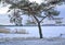 The pine grows on the bank of Vistula Lagoon. Winter landscape