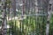 Pine horsetail forest covered by spider webs. Karakansky Bor, Siberia, Russia