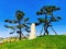 Pine Horticultural Landscape Blue Sky Mountain Slope Grassland Plants